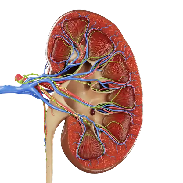 Anatomy Kidney Cross Section
