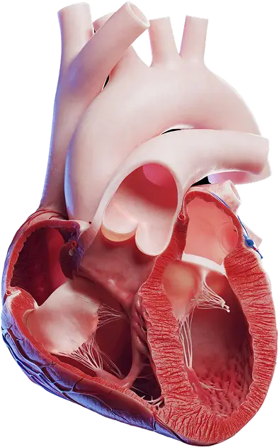Human anatomy models