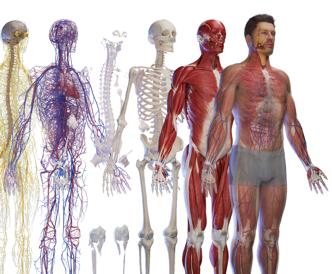 Human anatomy models