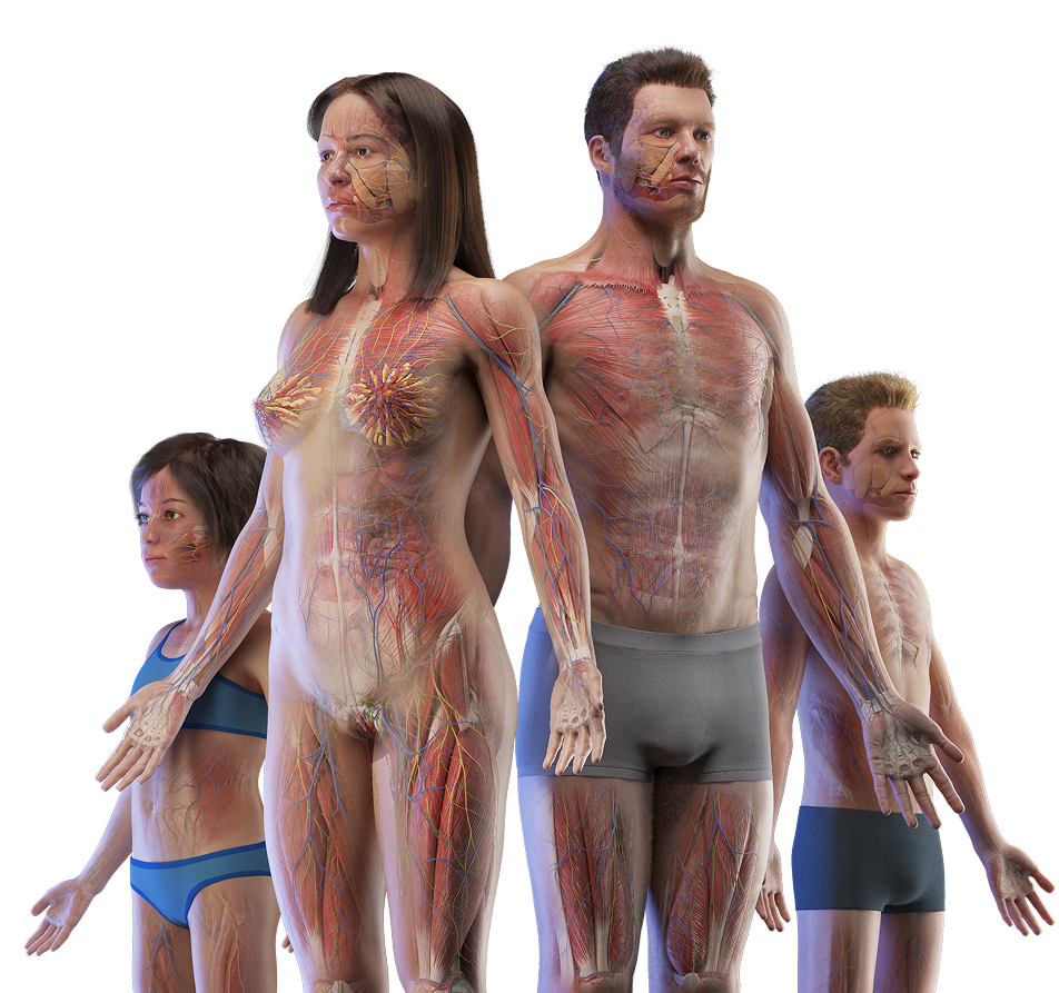 Human anatomy models