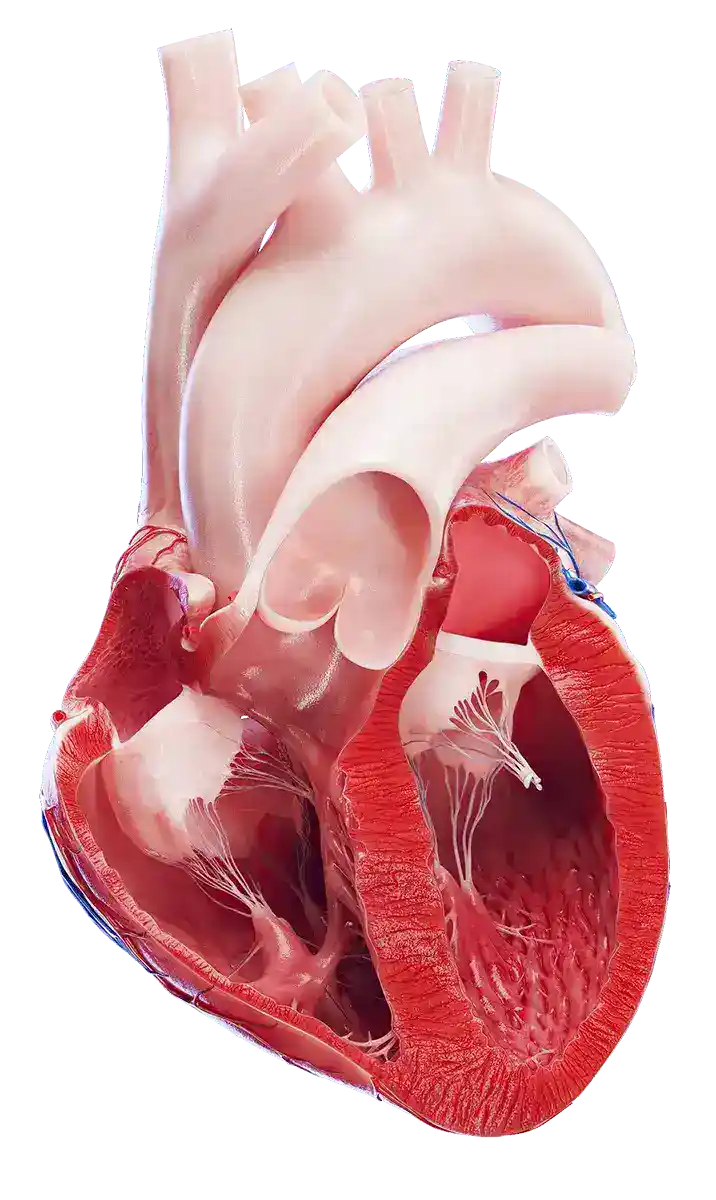Heart Illustration